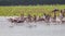 Big group of Spot-billed pelican