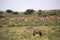 Big group Springbok, Antidorcas marsupialis, pasture, Kalahari South Africa