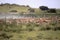 Big group Springbok, Antidorcas marsupialis, pasture, Kalahari South Africa