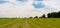 Big group of storks on farm field after grass mowing searching for food panorama view, selective focus