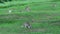 A big group of wallabies eating grass in Mission Beach, Australia