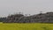 Big group white storks on straw bales and rapeseed field