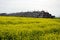 Big group white storks on straw bales and yellow rapeseed field