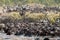 Big group of wildebeest crossing the river Mara