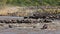 Big group of wildebeest crossing the river Mara