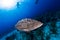 Big grouper close up and reef shark on background, scuba diving