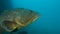 Big grouper in troubled waters swimming above seabed. Dusky Grouper Epinephelus marginatus. Close-up, Slow motion. Mediterranean