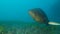 Big grouper in troubled waters swimming above seabed. Dusky Grouper Epinephelus marginatus. Close-up, Slow motion. Mediterranean