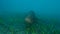 Big grouper in troubled waters swimming above seabed. Dusky Grouper Epinephelus marginatus. Close-up, Slow motion. Mediterranean