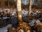 Big, growing birch tree with beaver damage and signs on wood trunk from teeth surrounded with wood chips. Tree almost cut by