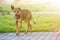 Big grown-up old smart stray yellow dog looking in camera standing alone on empty paved street on bright sunny blurred copy space