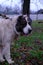 Big guard dog. Alabai or Kagal (Central Asian Shepherd Dog) White fluffy white dog with spots.