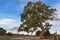 Big gum trees growing along the vineyard street in Coonawarra wi