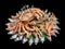 Big hairy boiled crab sits on a heap of dried salted fish on a gift bouquet on the black background