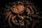 Big hairy boiled crab sits on a heap of dried salted fish on a gift bouquet on the black background. Dark toned image