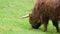 Big hairy brown bull grazes on a green meadow