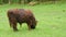 Big hairy brown bull grazes on a green meadow