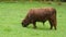 Big hairy brown bull grazes on a green meadow