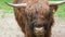 Big hairy brown bull grazes on a green meadow and looks into the camera chewing