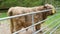 Big hairy brown bull rubbing against an iron fence