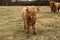 Big hairy bull standing in a field. European breeds