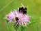 Big hairy bumblebee collects nectar from a bright purple flower