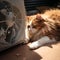 Big hairy cat finds solace in front of a home ventilator.