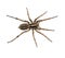 Big hairy spider macro isolated - Lycosidae