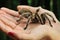 Big hairy tarantula