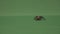 Big hairy tarantula spider walking on green screen background -