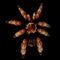 Big hairy Tarantula Theraphosidae isolated on Black Background