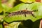 Big hairy vapourer moth caterpilla close up,