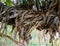 Big hanging root of banyan tree image india