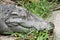 Big Head Crocodile in Chiang mai Thailand