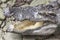 Big head Crocodylus polustris close up. in Thailand river. Huge open jaws of an alligator, crocodile ready to strike.