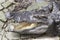 Big head Crocodylus polustris close up. in Thailand river. Huge open jaws of an alligator, crocodile ready to strike.