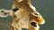 Big head of a giraffe close-up, eating grass. The big eyes. The branch of green leaves.Slowly chewing food. HD.