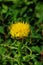 Big-headed Knapweed in the garden