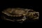 Big-headed turtle Platysternon megacephalum