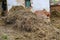 Big heap of organic manure in front of stable on country farm