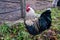 Big Hedemora rooster out walking in nature