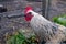 Big Hedemora rooster out walking in nature