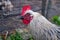 Big Hedemora rooster out walking in nature