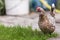 Big hen feeding outdoors in green fresh grass on bright sunny day on blurred colorful background.