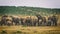 Big herd of african elephants in Addo National Park