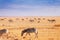 Big herd of African zebras walking at Kenyan plain