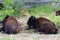 Big herd of bison my side of road