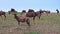 Big herd of Bubal antelopes graze