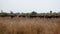 Big Herd Of Buffalo In The Pasture In Bush Of African Wild Savannah