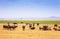 Big herd of buffalos at Kenyan savannah